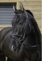 Muserolle Combinee Flash Bridle